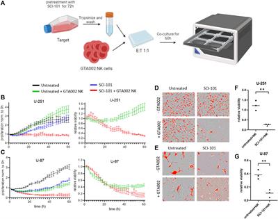 Boosting Natural Killer Cell Therapies in Glioblastoma Multiforme Using Supramolecular Cationic Inhibitors of Heat Shock Protein 90